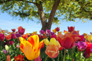 tooth loss prairie village ks